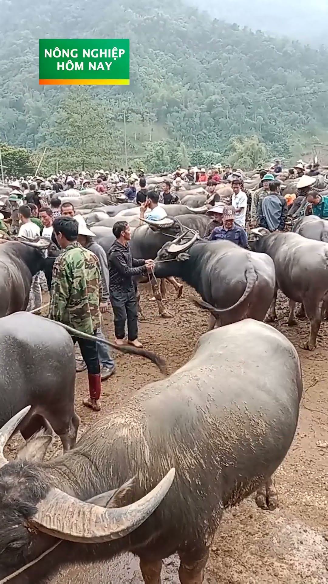 Tết về, giá bán trâu bò tăng cao